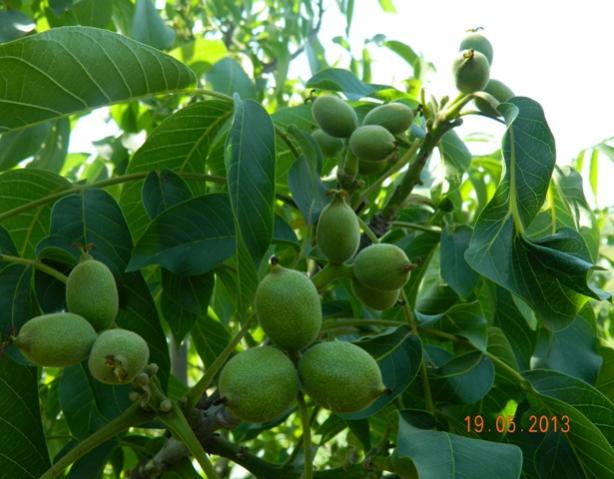 Name:  Resim 080.jpg
Views: 718
Size:  46.2 KB
