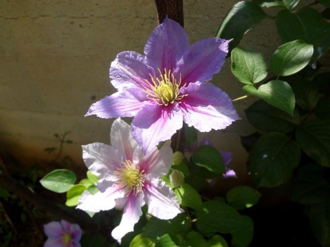 Name:  piiluu.jpg
Views: 742
Size:  35.4 KB