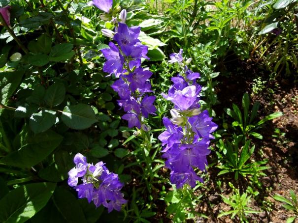 Name:  campanula.jpg
Views: 772
Size:  72.5 KB
