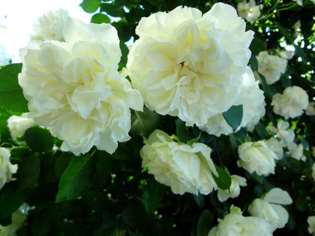 Name:  g.4.jpg
Views: 774
Size:  41.8 KB