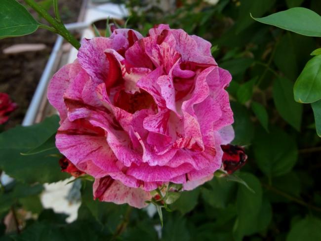 Name:  g.6.jpg
Views: 898
Size:  41.7 KB