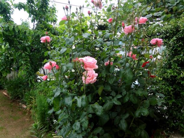 Name:  g.16.jpg
Views: 774
Size:  71.9 KB