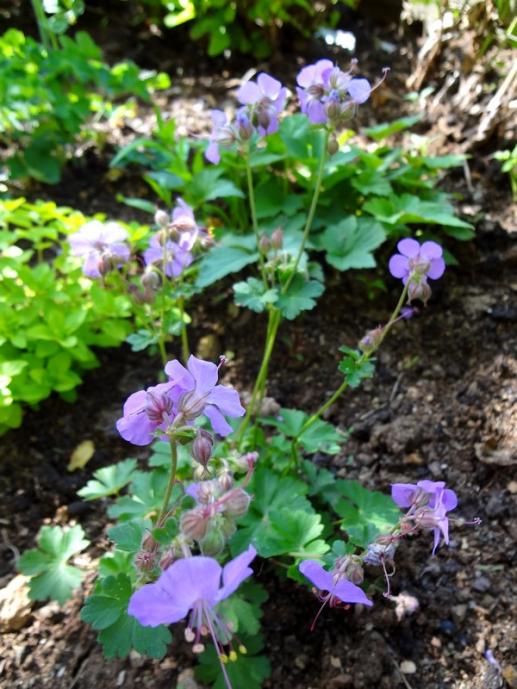 Name:  geranium.jpg
Views: 1070
Size:  69.6 KB