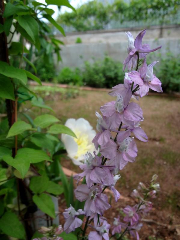Name:  p.hazeran.jpg
Views: 751
Size:  56.2 KB