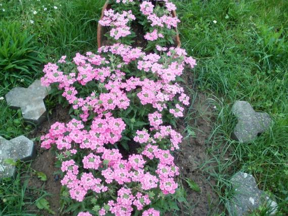 Name:  P1010098a.jpg
Views: 465
Size:  72.7 KB