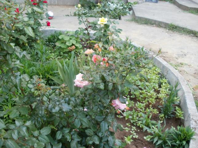 Name:  P1010097a.jpg
Views: 531
Size:  70.5 KB