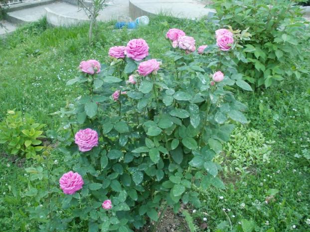 Name:  P1010086a.jpg
Views: 413
Size:  71.0 KB