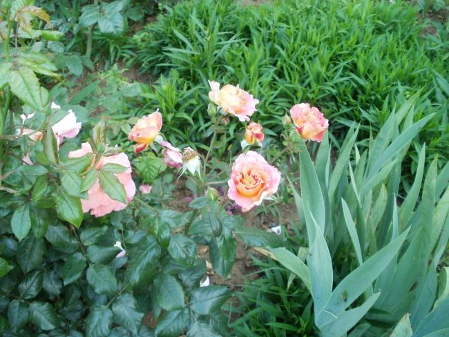 Name:  P1010080a.jpg
Views: 413
Size:  67.7 KB