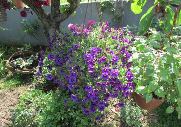 Name:  IMG_4706.jpg
Views: 514
Size:  71.7 KB