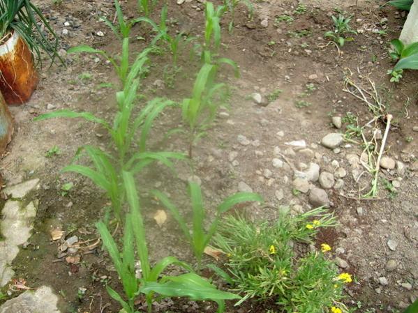Name:  yerli msrlar (3).jpg
Views: 1068
Size:  66.1 KB