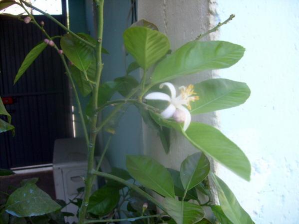 Name:  limon.jpg
Views: 1054
Size:  28.4 KB