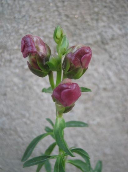 Name:  aslanaz.jpg
Views: 1170
Size:  23.7 KB