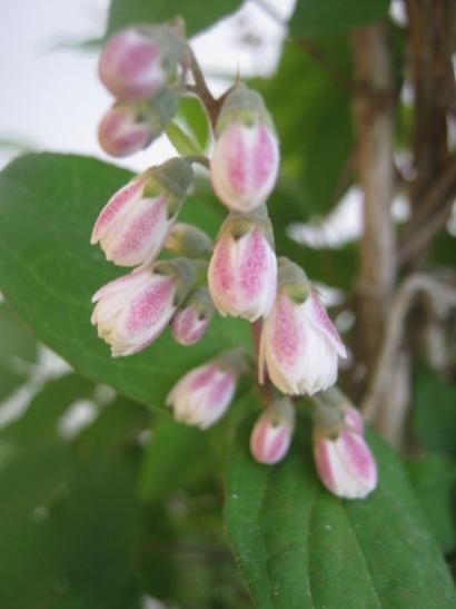Name:  deutzia.jpg
Views: 1182
Size:  22.1 KB
