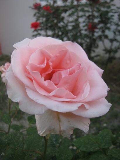 Name:  gl.jpg
Views: 1174
Size:  23.9 KB
