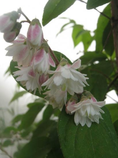 Name:  deutzia.jpg
Views: 1675
Size:  24.5 KB