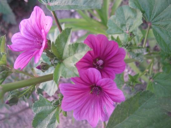 Name:  ebegmeci.jpg
Views: 1607
Size:  32.2 KB