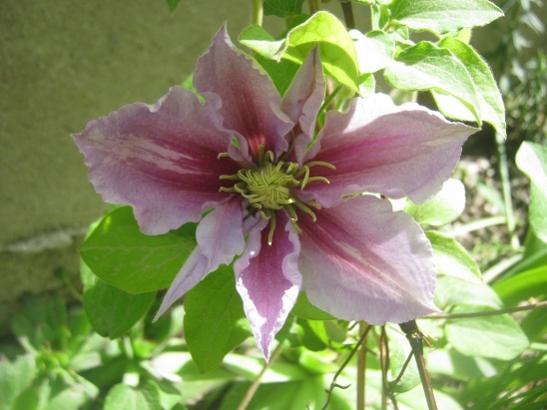 Name:  c. piilu.jpg
Views: 1468
Size:  34.7 KB