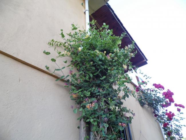 Name:  389-382.jpg
Views: 501
Size:  46.8 KB