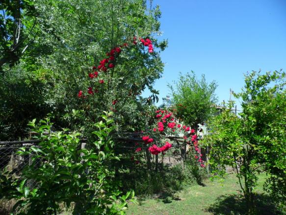 Name:  126-126.jpg
Views: 932
Size:  72.1 KB