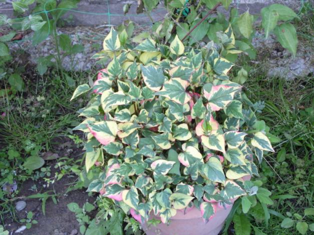 Name:  120-120.jpg
Views: 977
Size:  71.1 KB