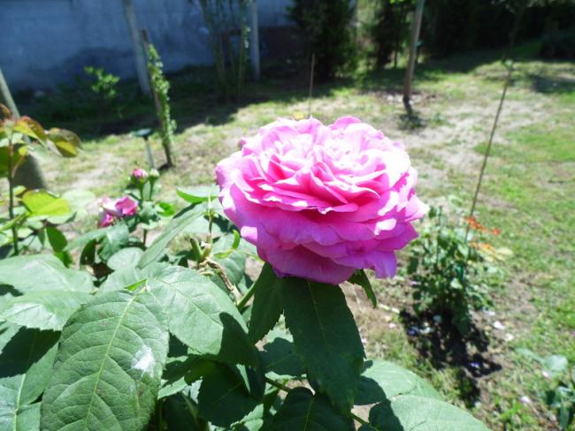 Name:  069-069.jpg
Views: 801
Size:  56.0 KB