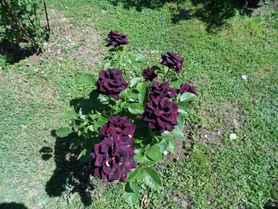Name:  063-063.jpg
Views: 801
Size:  73.5 KB