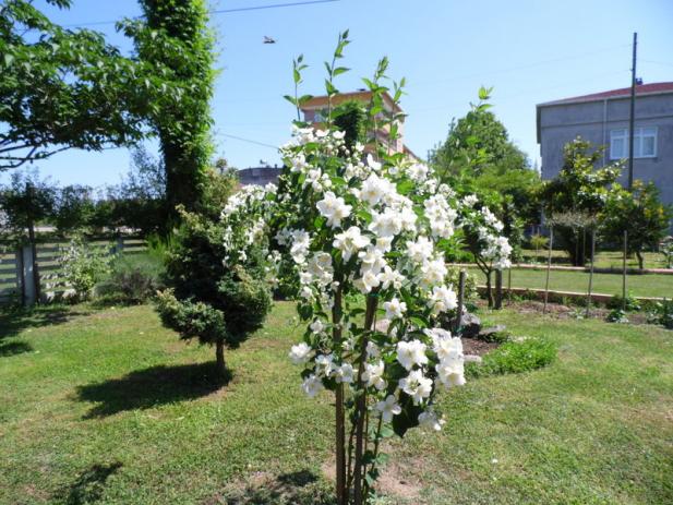 Name:  028-028.jpg
Views: 1889
Size:  71.4 KB