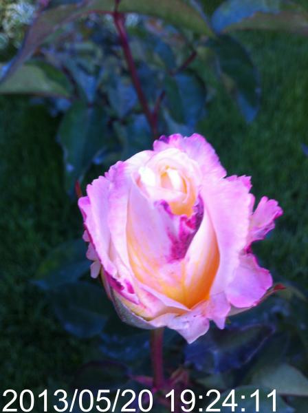 Name:  IMG_5982.JPG
Views: 355
Size:  41.7 KB