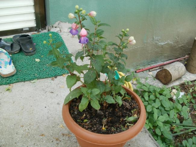 Name:  P1010078a.jpg
Views: 560
Size:  57.6 KB