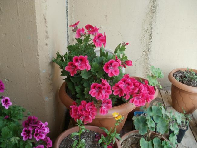Name:  P1010097a.jpg
Views: 446
Size:  48.8 KB