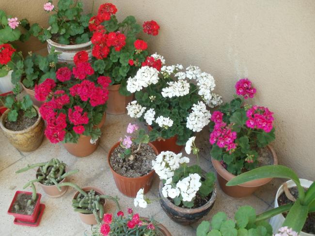 Name:  P1010106a.jpg
Views: 457
Size:  59.3 KB