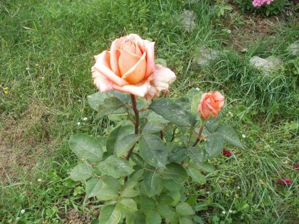 Name:  P1010080a.jpg
Views: 438
Size:  71.0 KB