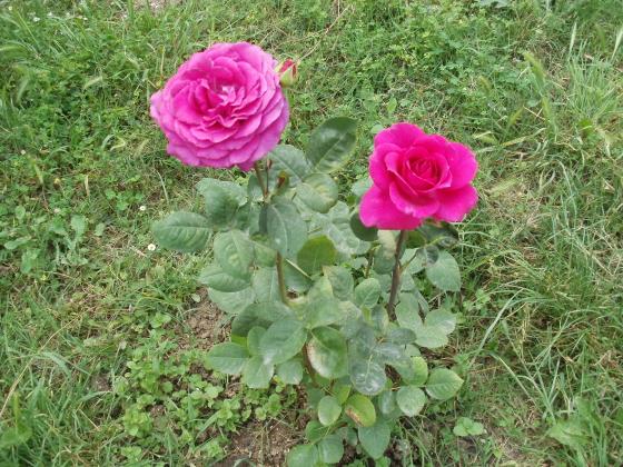 Name:  P1010081a.jpg
Views: 447
Size:  71.1 KB