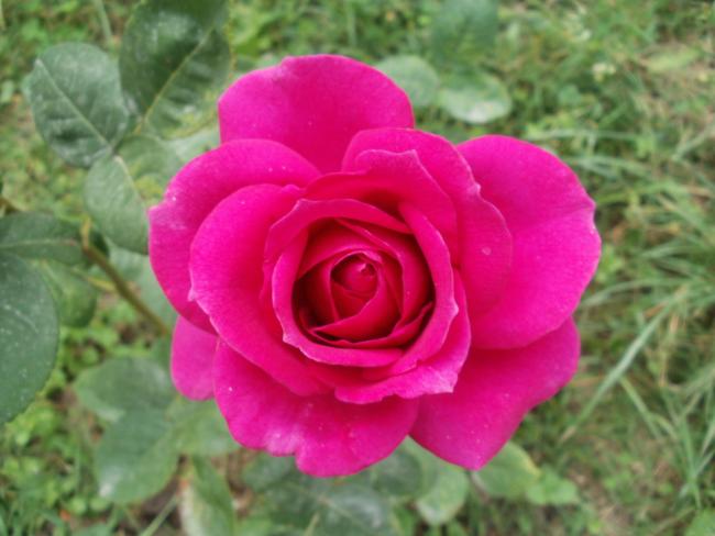 Name:  P1010082a.jpg
Views: 416
Size:  38.7 KB