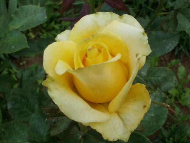 Name:  P1010084a.jpg
Views: 398
Size:  31.4 KB