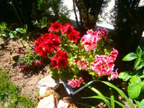 Name:  sardun (600 x 450).jpg
Views: 924
Size:  66.6 KB