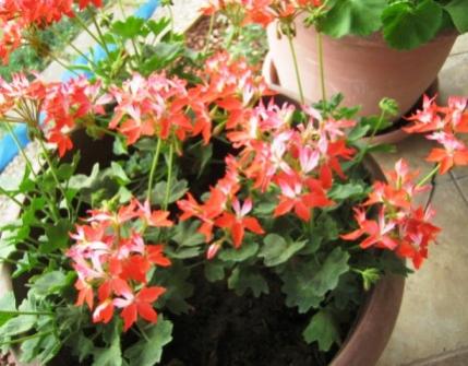 Name:  IMG_4076.jpg
Views: 946
Size:  32.1 KB