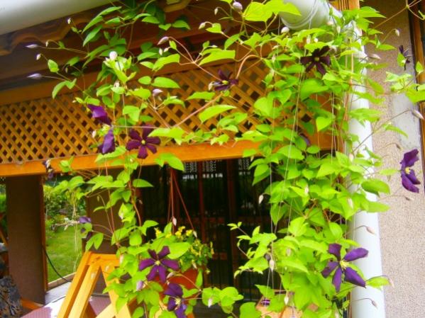 Name:  clematis (600 x 450).jpg
Views: 892
Size:  61.6 KB