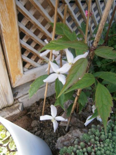Name:  clematis2 (450 x 600).jpg
Views: 1263
Size:  47.4 KB