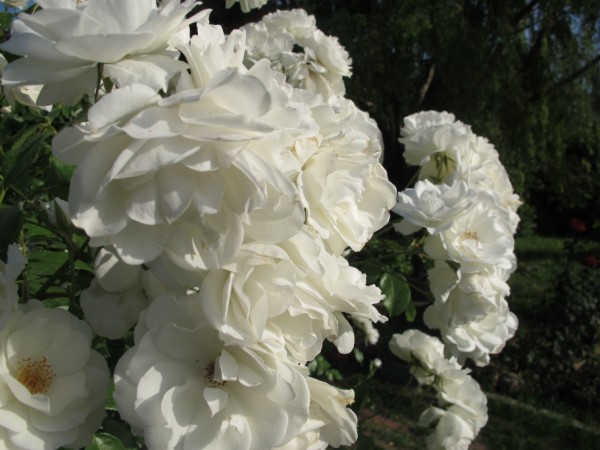 Name:  IMG_1892 (600 x 450).jpg
Views: 2863
Size:  63.0 KB