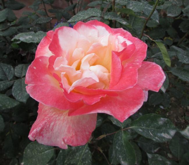 Name:  IMG_4816.jpg
Views: 431
Size:  44.7 KB