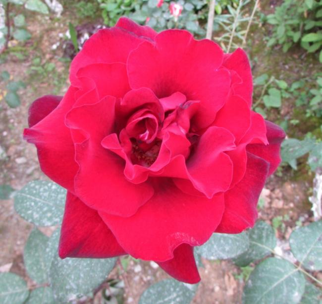 Name:  IMG_4812.jpg
Views: 451
Size:  50.3 KB