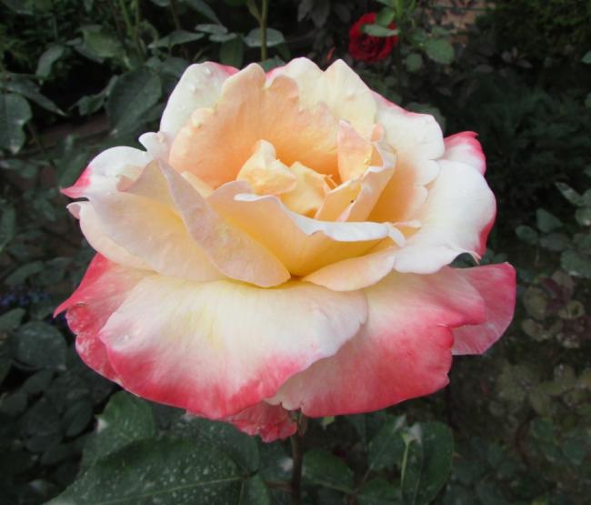 Name:  IMG_4818.jpg
Views: 460
Size:  38.4 KB