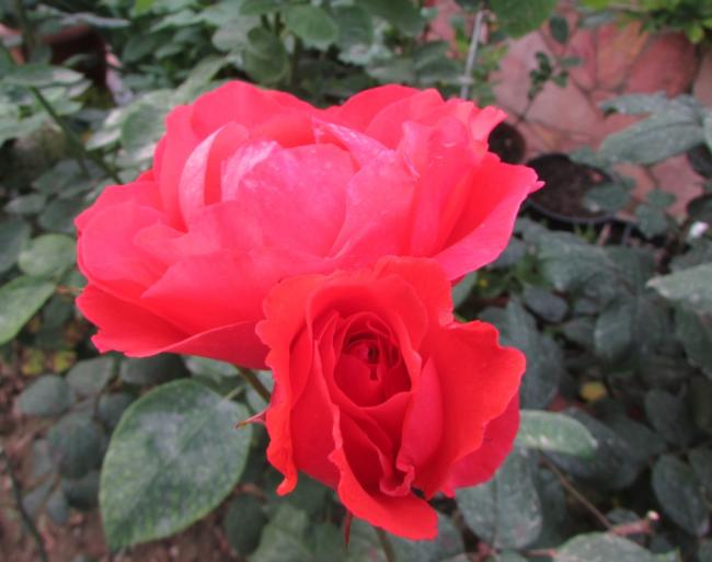 Name:  IMG_4825.jpg
Views: 414
Size:  37.0 KB