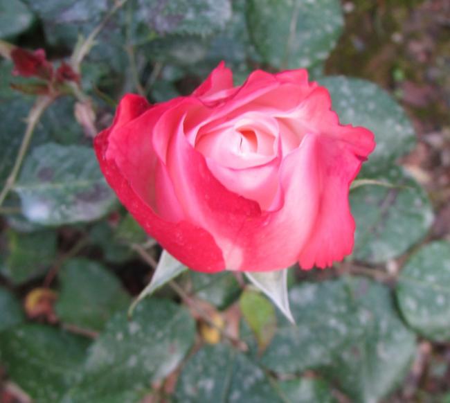 Name:  IMG_4828.jpg
Views: 470
Size:  35.8 KB