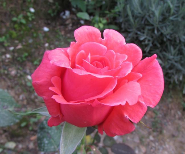 Name:  IMG_4840.jpg
Views: 466
Size:  38.3 KB