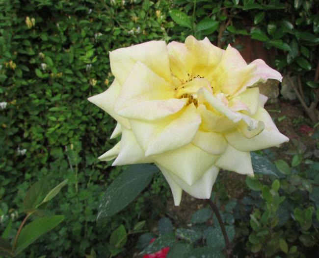Name:  IMG_4855.jpg
Views: 448
Size:  46.5 KB