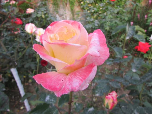 Name:  IMG_4866.jpg
Views: 443
Size:  41.7 KB
