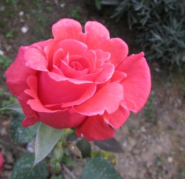 Name:  IMG_4844.jpg
Views: 435
Size:  41.3 KB