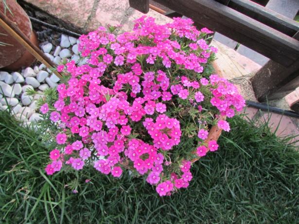Name:  IMG_4910.jpg
Views: 403
Size:  71.5 KB